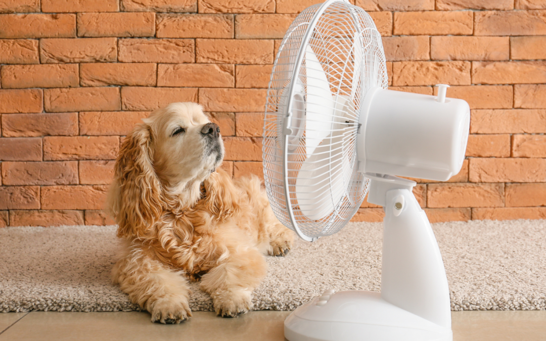 Dog sat in front of electric fan showing how electric fans can be used to cool rooms down in summer.