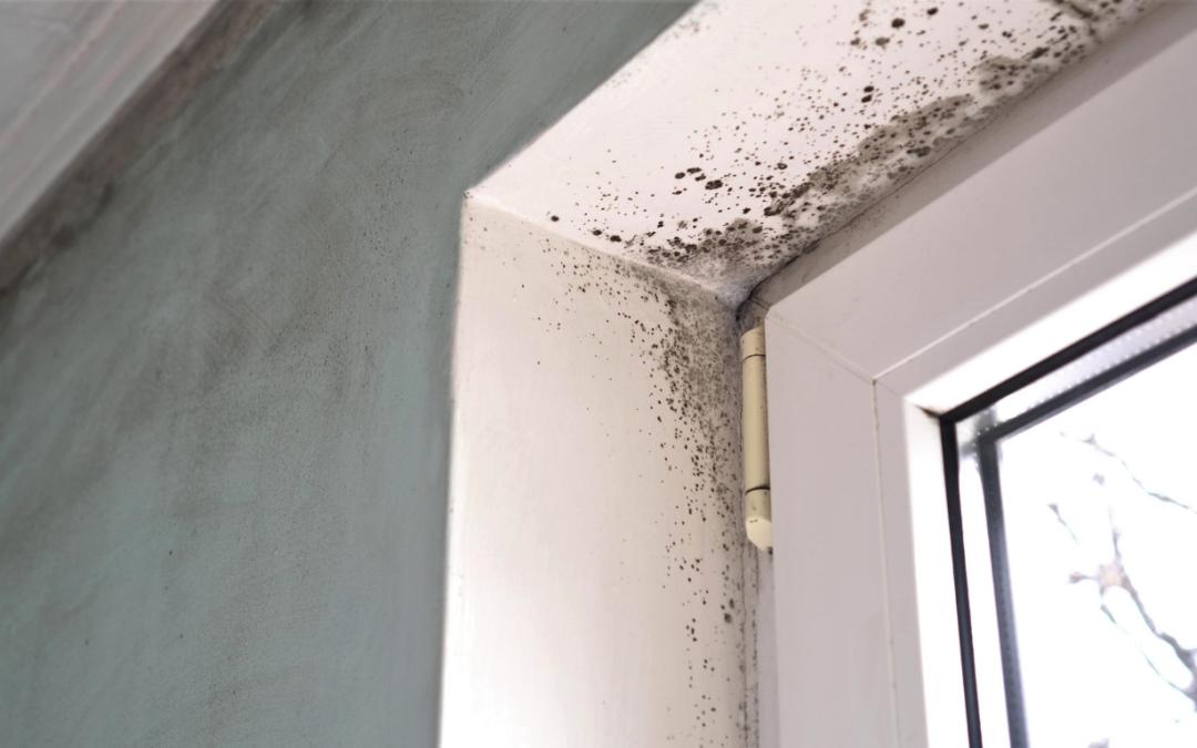 Damp & Mould Advice